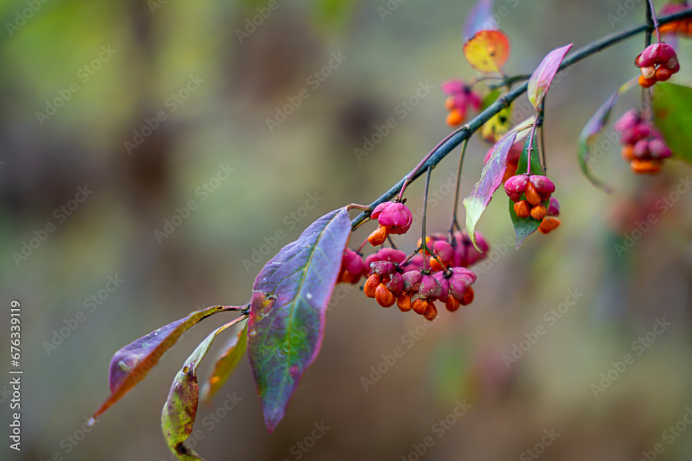 Euonymus berries and leaves on a blurred background in autumn Euonymus berries and leaves on a blurred background in autumn