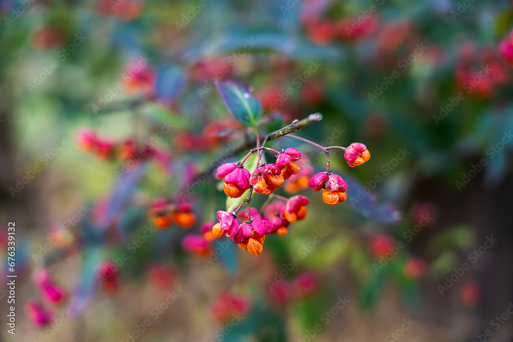 Euonymus berries and leaves on a blurred background in autumn