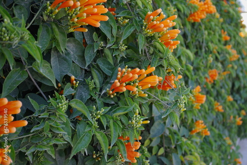 Orange trumpet flowers (Pyrostegia venusta) blooming with green leaves background. Pyrostegia venusta is also known as Orange trumpet, Flame flower, Fire-cracker vine, flamevine, orange trumpetvine.