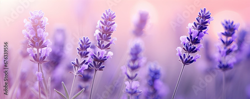 Levander violet background. Pastel levanders flower, copy space for text.