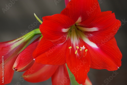 A vibrant closeup of a red amaryllis flower with its petals in full bloom.