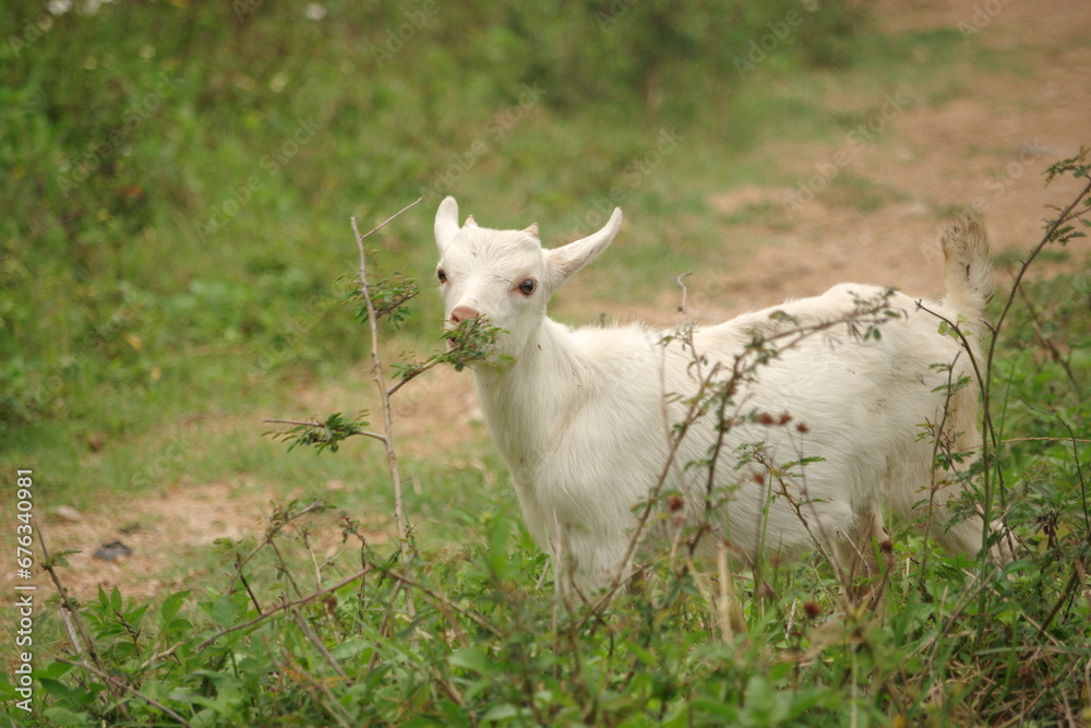 Goat feeding on shore