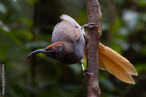 The black sicklebill (Epimachus fastosus) is a large member of the birds of paradise family, Paradisaeidae. It is found throughout most of central New Guinea and the Vogelkop region photo