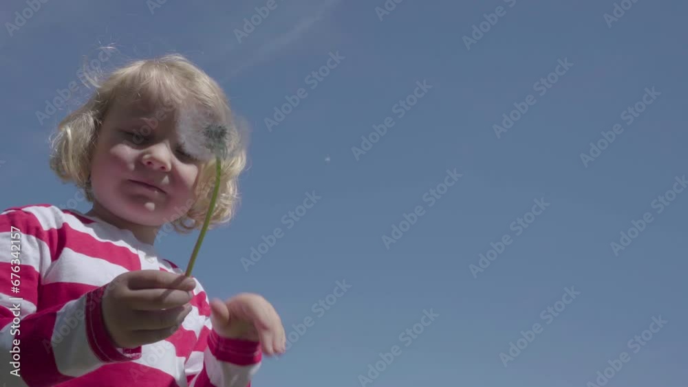 child girl blowing a dandelion,a little girl is playing with a dandelion against the background of the blue sky
