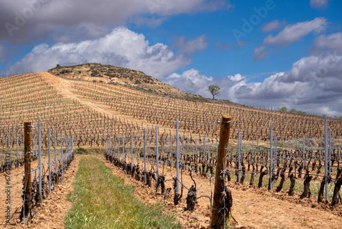 Landscape with vineyards in spring in the designation of origin area of Ribera del Duero wines in Spain