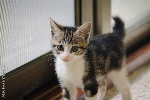 Fototapeta Naklejka Na Ścianę i Meble -  Shorthair cat, about 2 months old, domestic cat, kitten, one animal, pets
