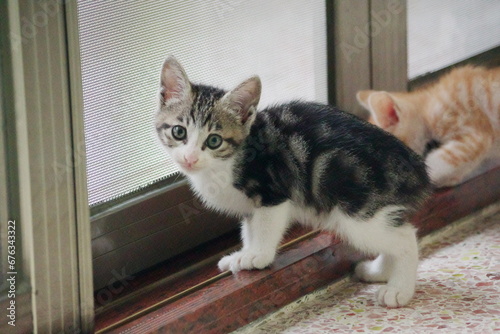 Shorthair cat, about 2 months old, domestic cat, kitten, one animal, pets