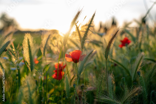 Living in Serenity  Poppies and Wheat in the Evening Light