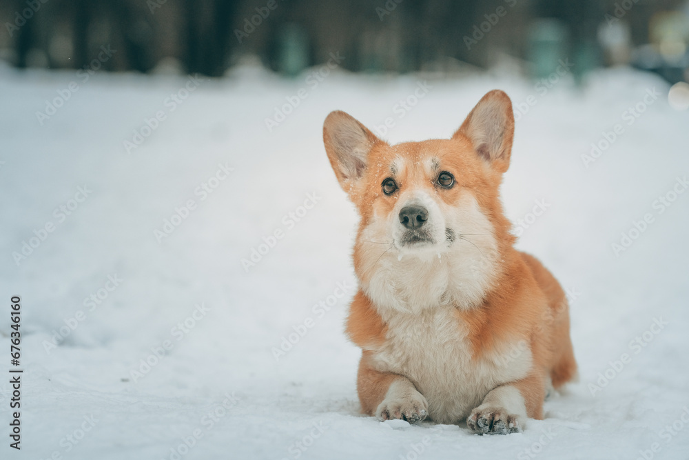 welsh corgi pembroke lies on the snow on a cold winter day