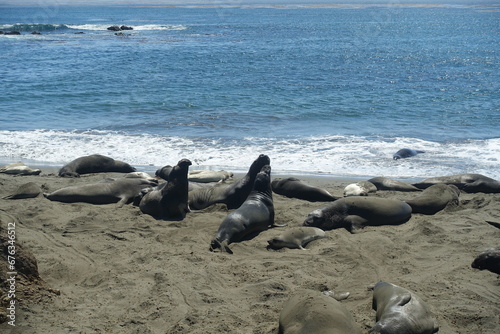 Seelöwen am Strand von Kalifornien © Sandra