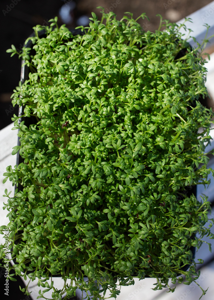 container with lushly sprouted microgreen sprouts. Microgreen sprouts for healthy vegan cooking. Super food home grown. Vertical. Selective focus