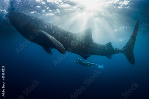 Whale shark and woman in blue ocean with sun rays. photo