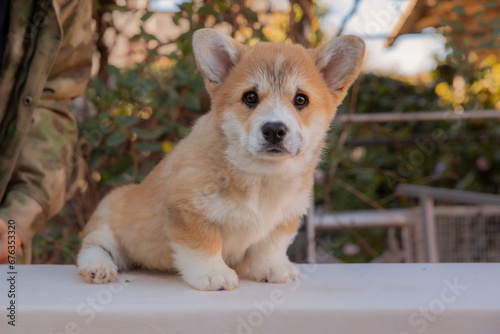 Cute Welsh corgi puppy sitting outdoor