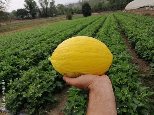 Melone gialletto mantenuto dalla mano di un contadino sullo sfondo di un orto