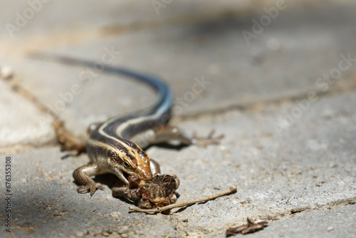 baboon spider hunted, killed and devoured by blue tailed or rainbow skink