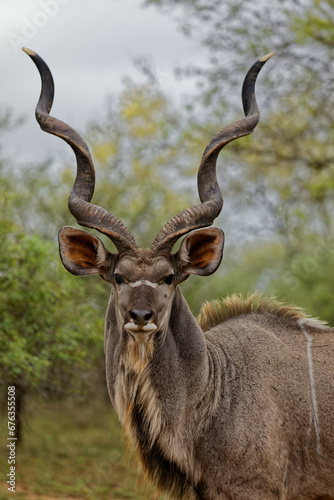 impressive horns on greater kudu, front view