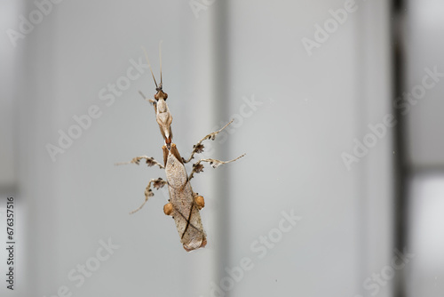 Obraz na plátně cryptic mantis walking on glass window