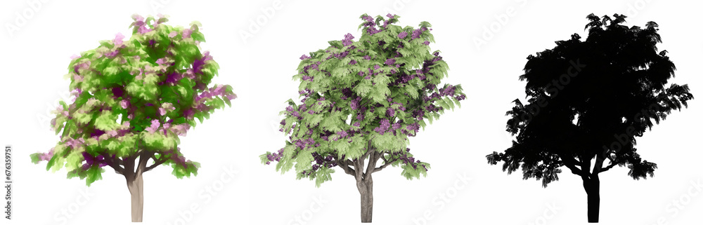 Set or collection of Jacaranda trees, painted, natural and as a black silhouette on white background. Concept or conceptual 3d illustration for nature, ecology and conservation, strength, beauty Set or collection of Jacaranda trees, painted, natural and as a black silhouette on white background. Concept or conceptual 3d illustration for nature, ecology and conservation, strength, beauty