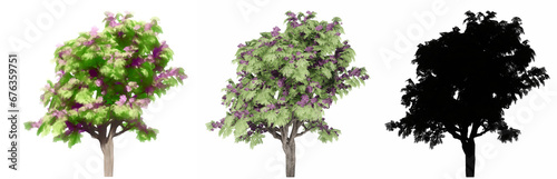 Set or collection of Jacaranda trees, painted, natural and as a black silhouette on white background. Concept or conceptual 3d illustration for nature, ecology and conservation, strength, beauty © high_resolution