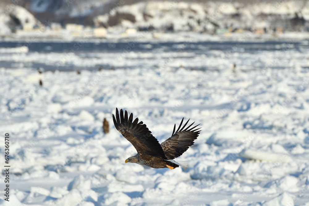 Fototapeta premium bird watching with floating ices in winter