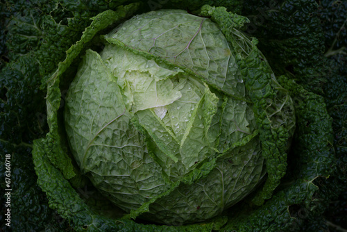 head of fresh cabbage in the garden