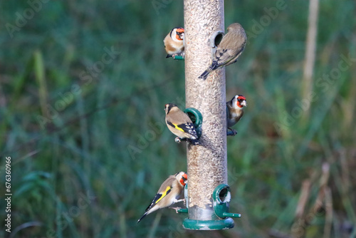 A selection of songbirds - Goldfinch, Greenfinch and Blue Tits eating seeds at a feeder