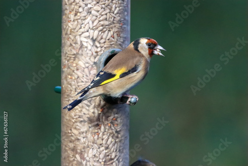 A beautiful animal portrait of a Goldfinch bird