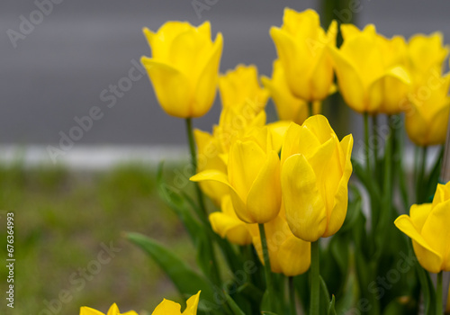 Fototapeta Naklejka Na Ścianę i Meble -  Yellow tulips bloom in spring. Tulip flower nature. Floral background. Botanical garden. Flowering buds. Blooming mood. Beautiful aesthetic petal plant. Flowerbed.