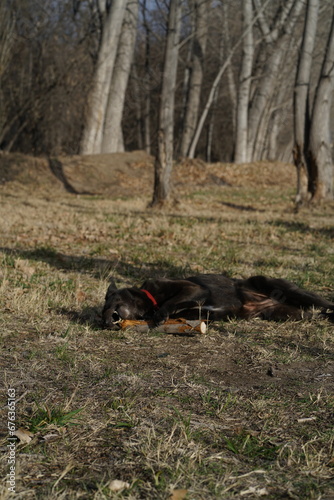  black labrador lying down biting a stick