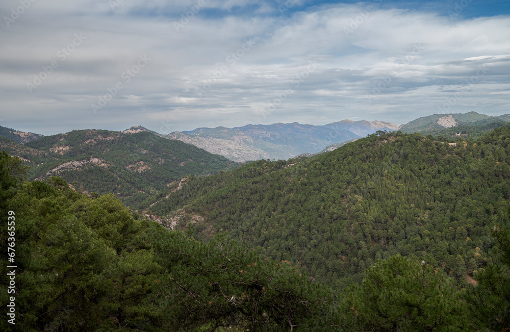 Forest of Austrian pine and Maritime pine in the Natural Park of Cazorla, Segura y las Villas, in the province of Jaen, Andalusia, Spain