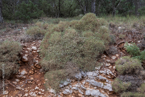 Echinospartum boissieri. Endemic to southern Spain, it inhabits medium and high mountain scrubland, limestone and dolomites. Photo taken the province of Jaen, Andalusia, Spain photo