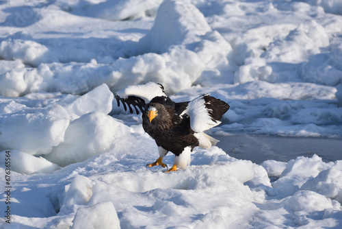 Bird watching with floating ices in winter