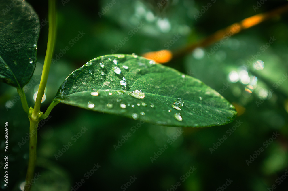 Close-up of vibrant green leaves with water droplets after a summer rain. Close-up of vibrant green leaves with water droplets after a summer rain.