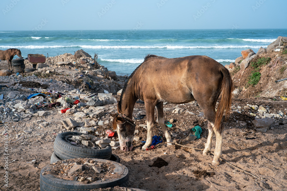 Un Cheval Au Repos Parmi Les D tritus D une Plage Dakar Au S n gal En Un Cheval Au Repos Parmi Les D tritus D une Plage Dakar Au S n gal En
