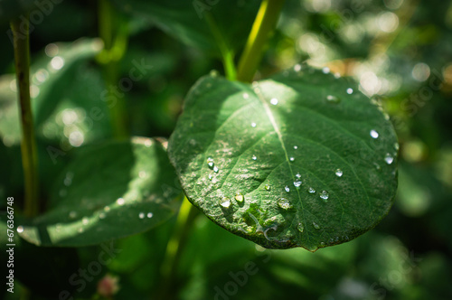 Close-up of vibrant green leaves with water droplets after a summer rain.