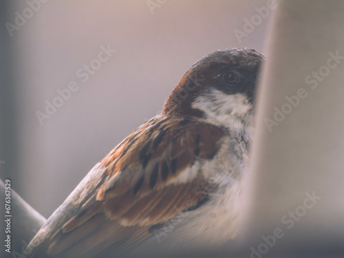 Photography Close-up of an Old world Sparrow also known as the House Sparrow sitting outside