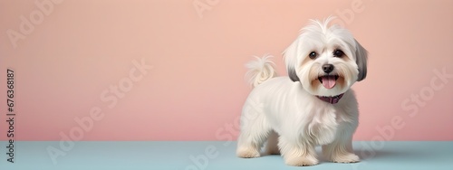 Studio portraits of a funny Havanese Bichon dog on a plain and colored background. Creative animal concept, dog on a uniform background for design and advertising.