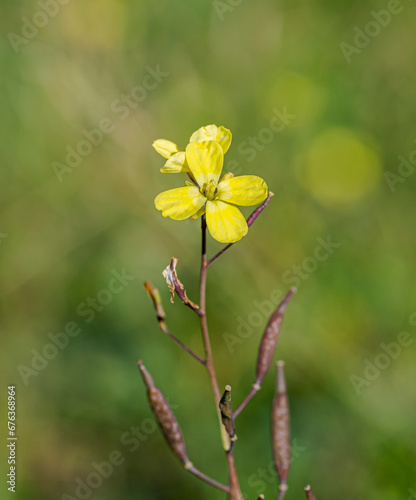 Wall-rocket, Diplotaxis catholica. It is an annual plant in the family Brassicaceae. Photo taken in Colmenar Viejo, Madrid, Spain