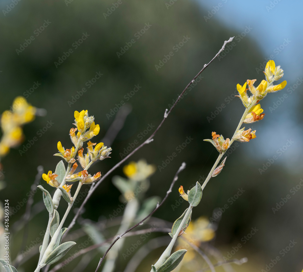 Flowers of Anthyllis cytisoides. Photo taken in Carabassi Beach, province of Alicante, Spain Flowers of Anthyllis cytisoides. Photo taken in Carabassi Beach, province of Alicante, Spain