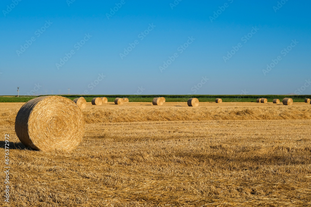 Hay bales in the field