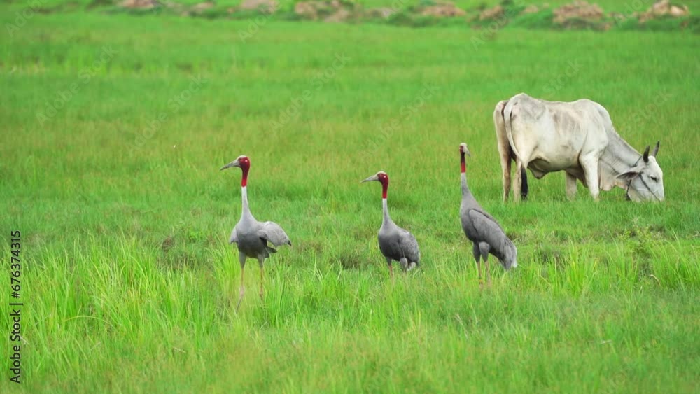 Eastern Sarus Crane in the meadow. Eastern Sarus Crane in the meadow.