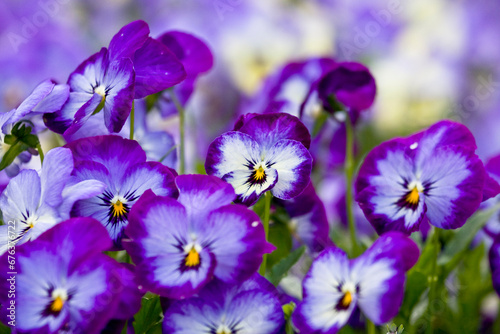 Floral natural pattern representing a flowerbed of purple and lilac pansy in bloom