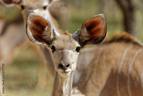 young male kudu tiny horns growing