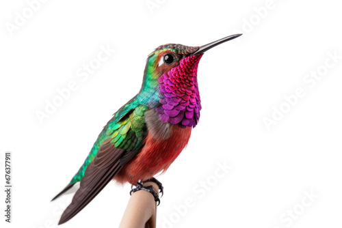 Solo Hummingbird on Transparent Background  PNG  Generative Ai