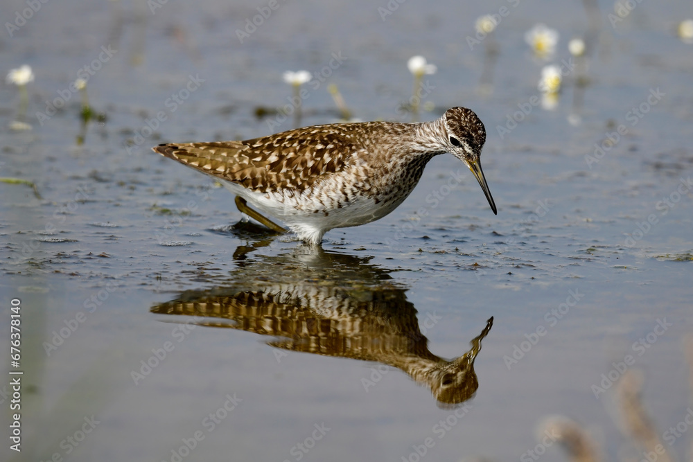 Obraz premium Wood sandpiper // Bruchwasserläufer (Tringa glareola) - Axios-Delta, Greece