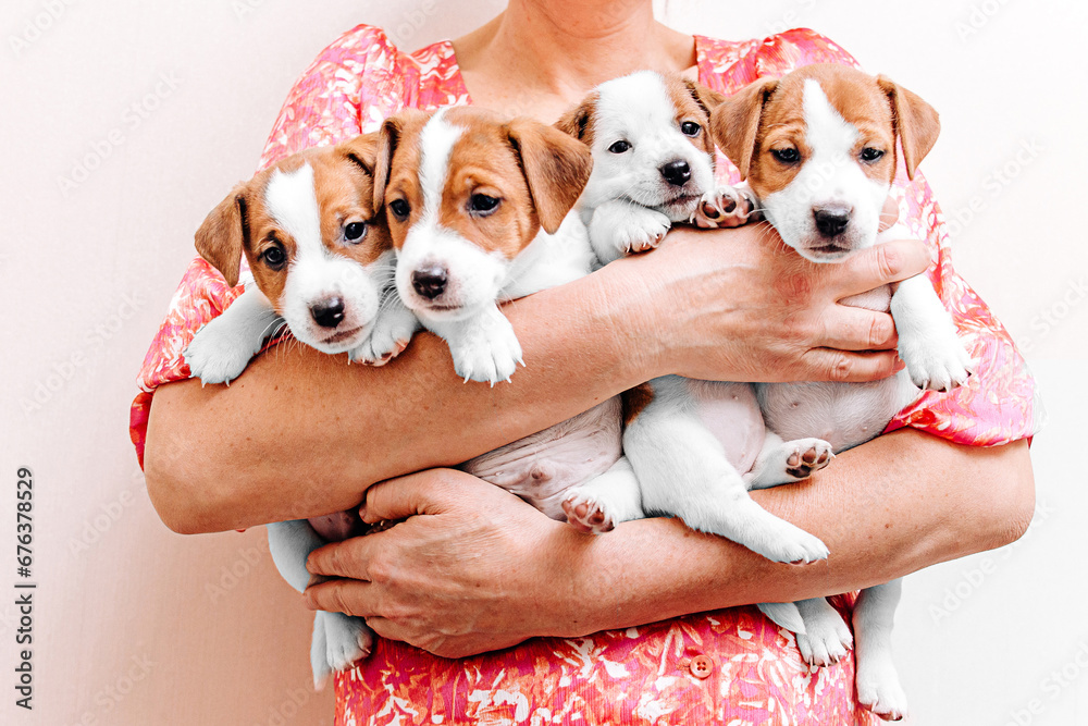 Four cute Jack Russell Terrier puppies in human hands. Age one month. Small puppies in women's hands on a gray background