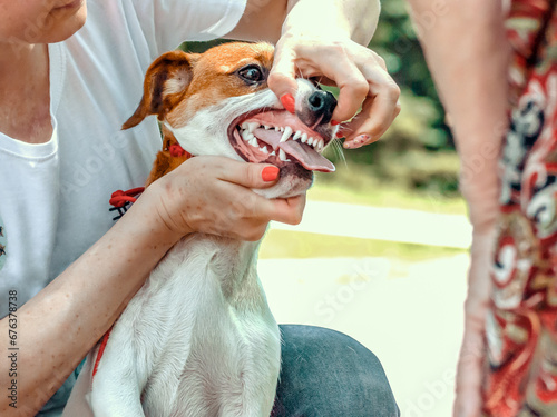 handler shows teeth of a Jack Russell Terrier to an expert photo
