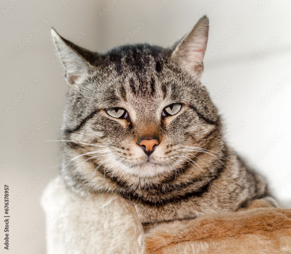 portrait of a lazy gray cat close up
