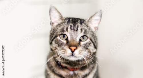 closeup portrait of a gray cat