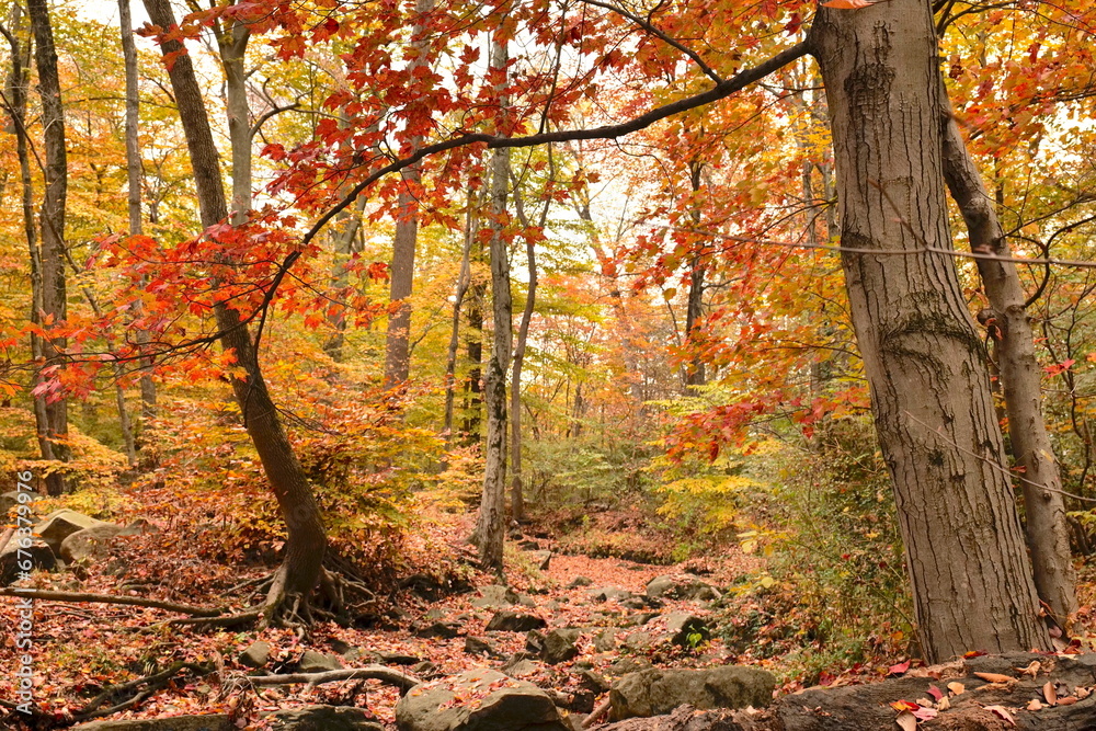 Colorful autumn forest on the bank of a stream. Delaware (USA).